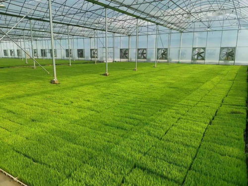 打造自動化智能化育秧新樣板 我市首座工廠化水稻集中育秧中心投入使用