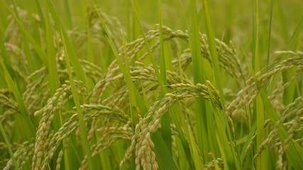 稻香入夢(mèng) 一幀稻谷壁紙中的生命詩(shī)篇