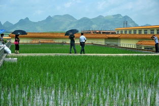 廣西企業(yè)奇思妙想 樓頂種水稻，水稻降溫又產(chǎn)稻谷成雙贏“綠色方案”